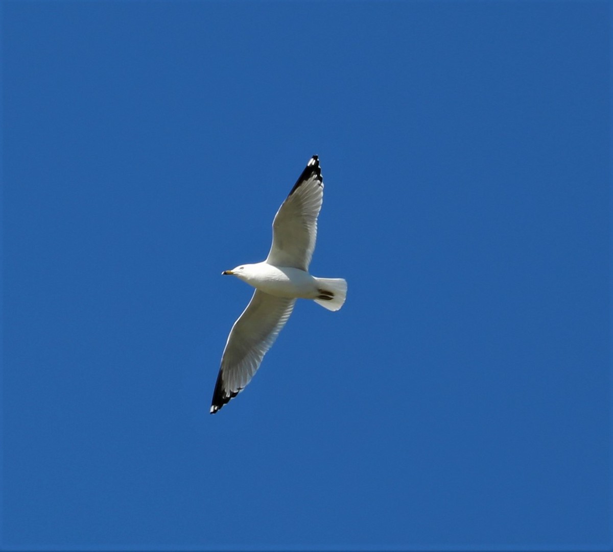 Ring-billed Gull - David Nicosia