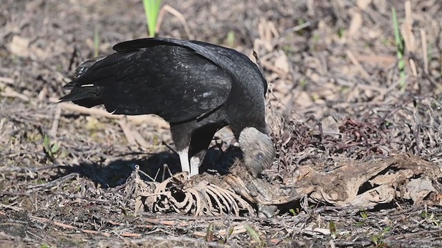 Black Vulture - ML321305131