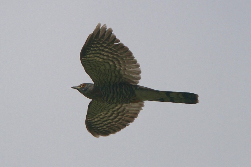 Large Hawk-Cuckoo - Brendan Klick