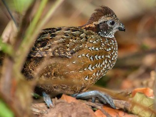  - Jhonathan Miranda - Wandering Venezuela Birding Expeditions - ML321308581