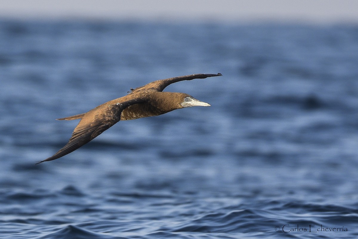 Brown Booby - ML321309531