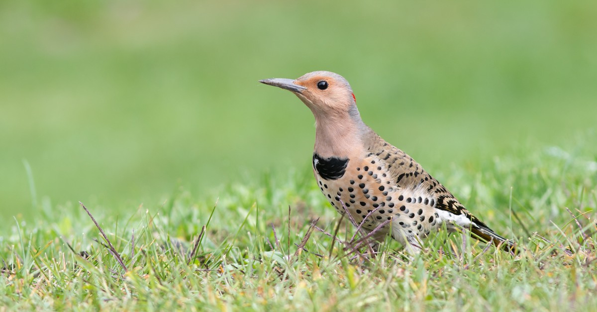 Northern Flicker (Yellow-shafted) - ML321309571