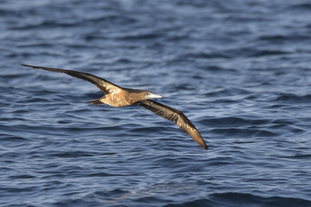 Brown Booby - ML321309581