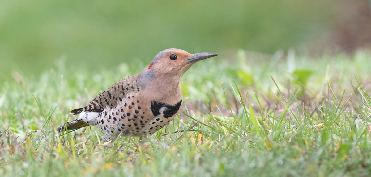 Northern Flicker (Yellow-shafted) - ML321309901