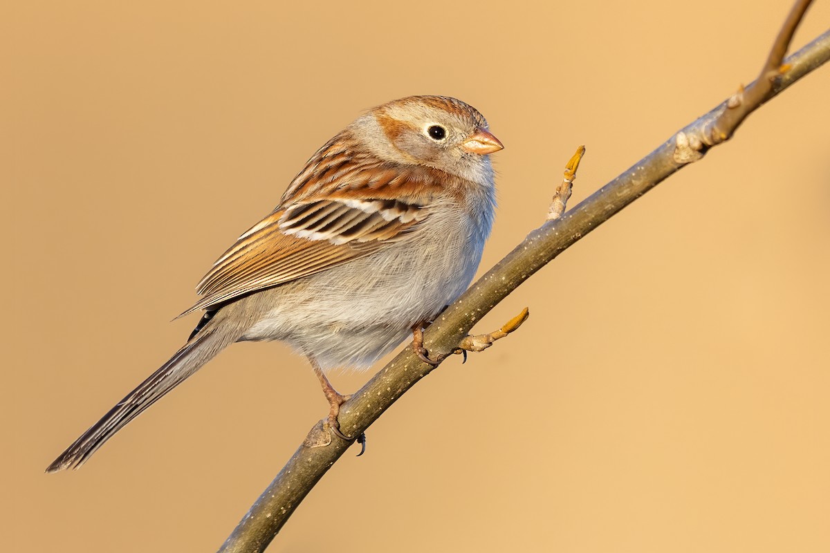 Field Sparrow - ML321310021