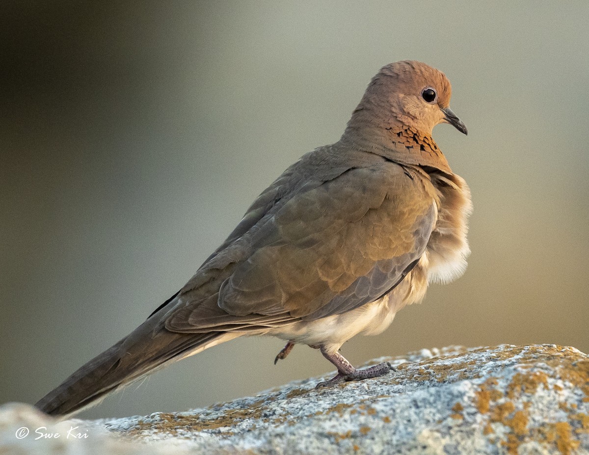 Laughing Dove - ML321312581