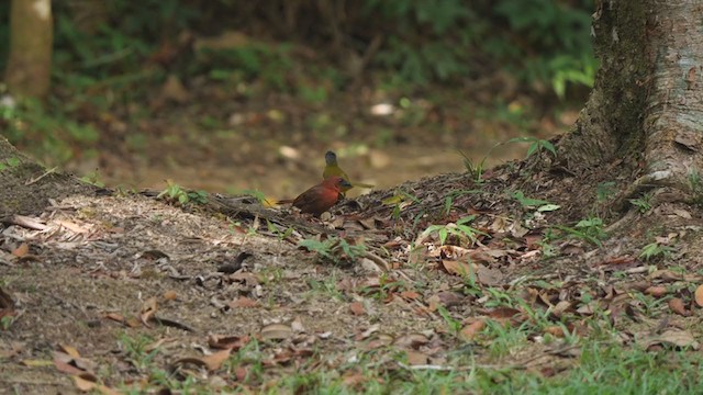 Red-throated Ant-Tanager - ML321313081