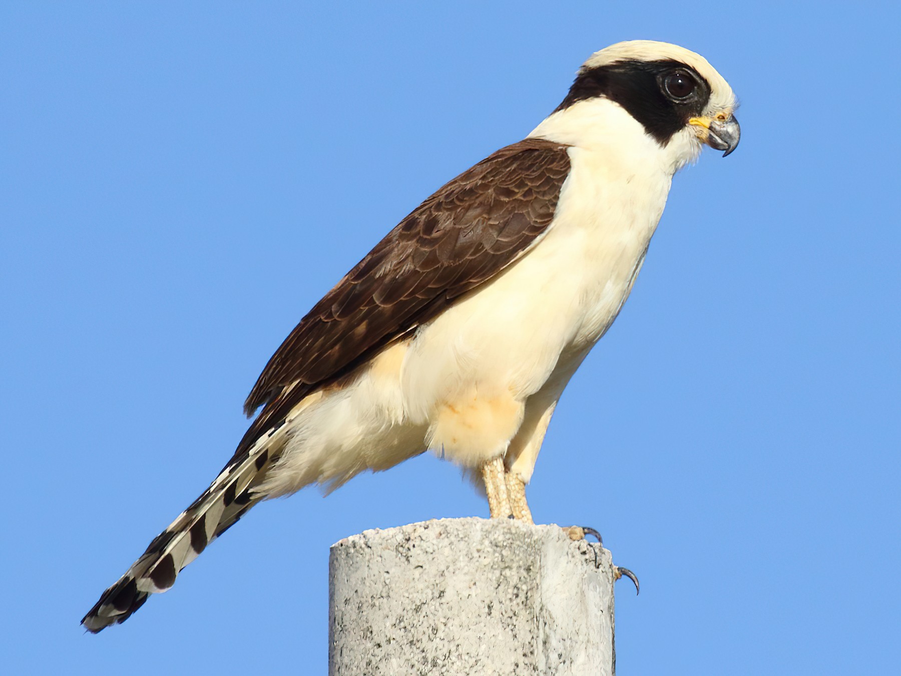 Laughing Falcon - eBird