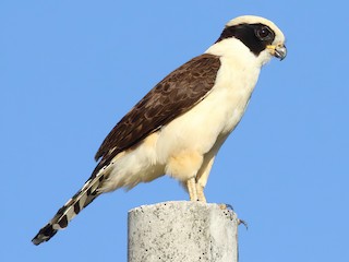  - Laughing Falcon