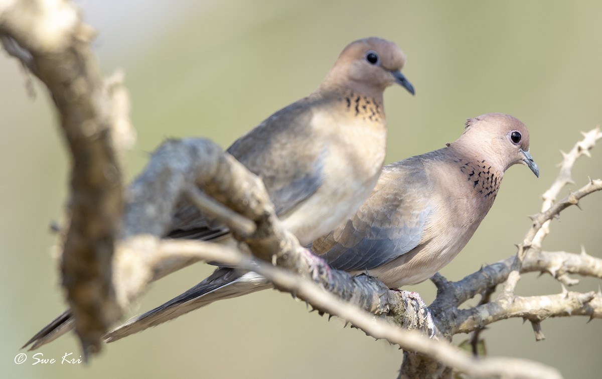 Laughing Dove - ML321316121
