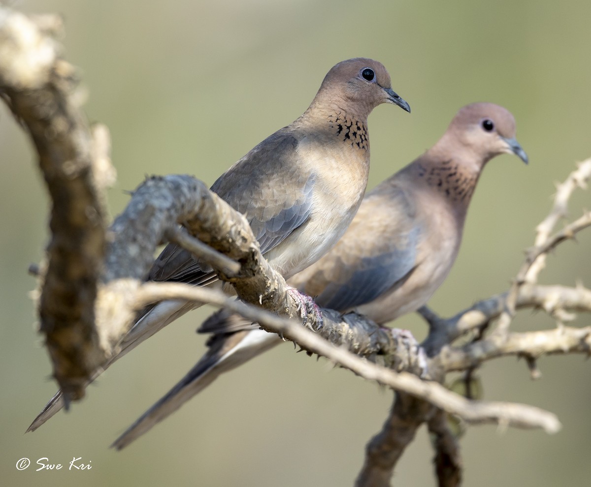 Laughing Dove - ML321316151