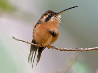 Ermitaño Rojizo - eBird