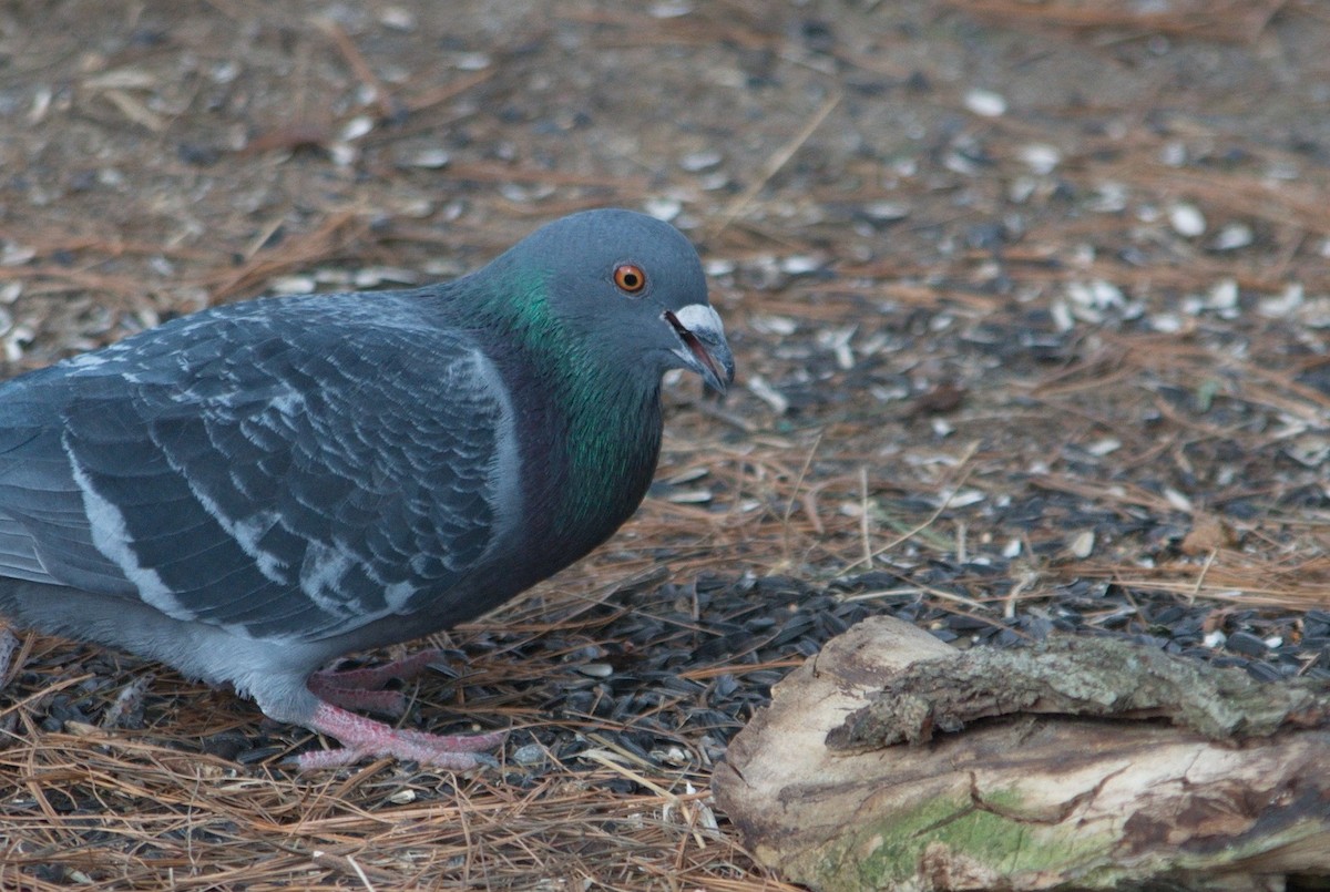 Rock Pigeon (Feral Pigeon) - ML321322751