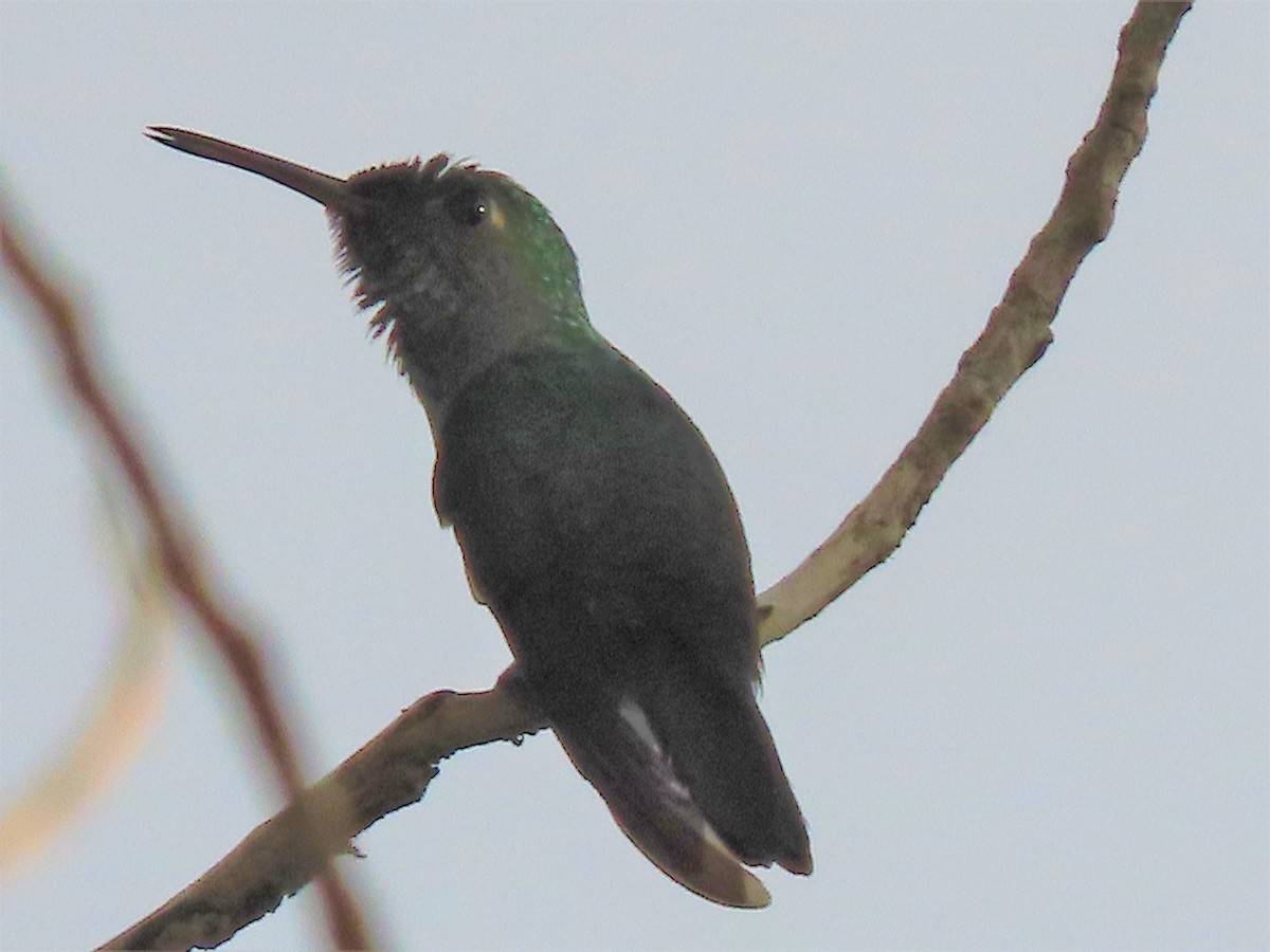 Violet-headed Hummingbird - Alfonso Auerbach