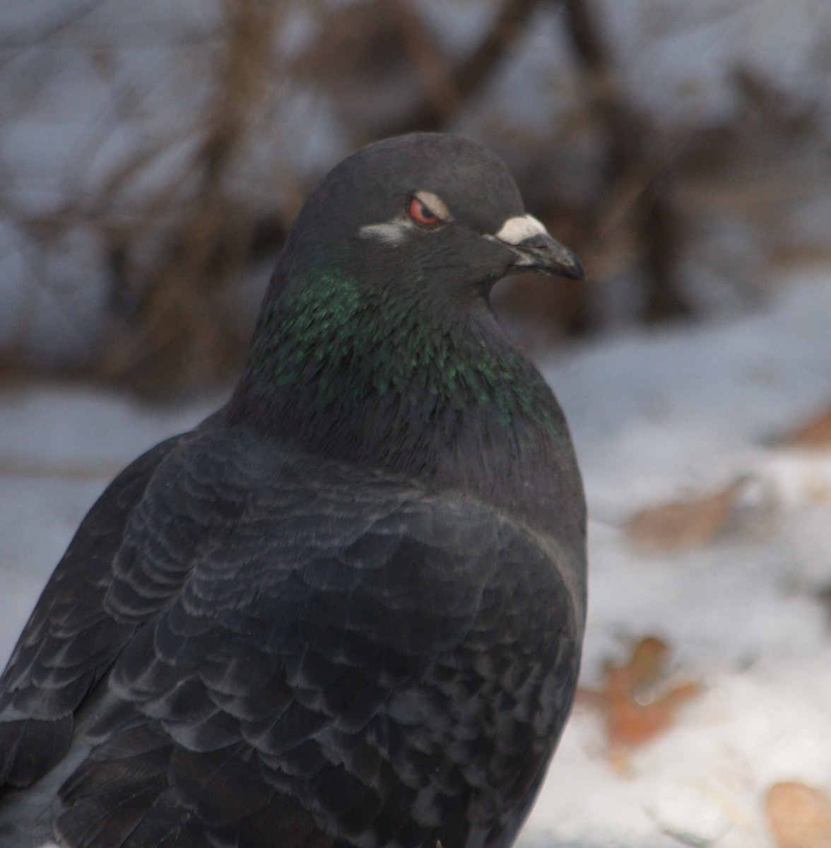 Rock Pigeon (Feral Pigeon) - ML321327031