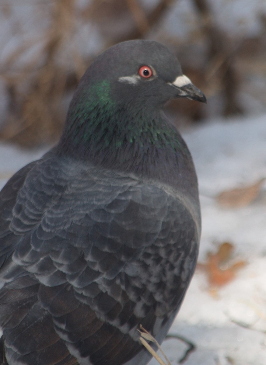 Rock Pigeon (Feral Pigeon) - ML321327611