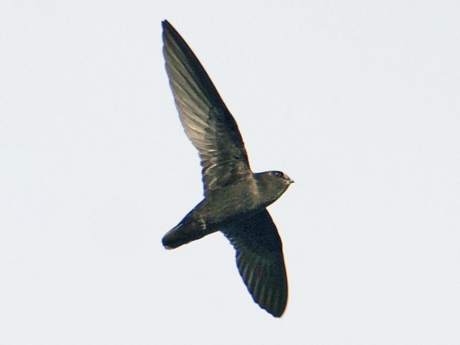 Spot-fronted Swift - Cory Gregory
