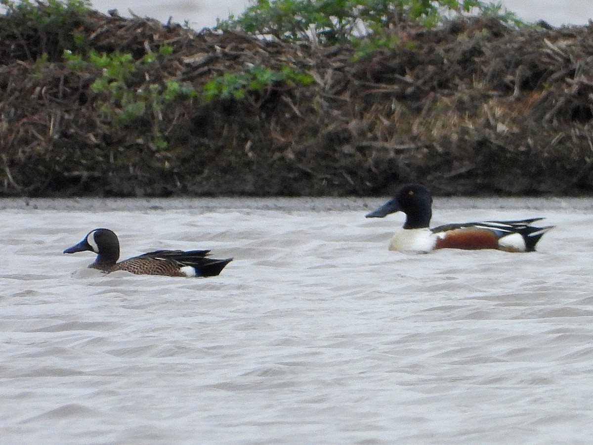 Blue-winged Teal - ML321328501
