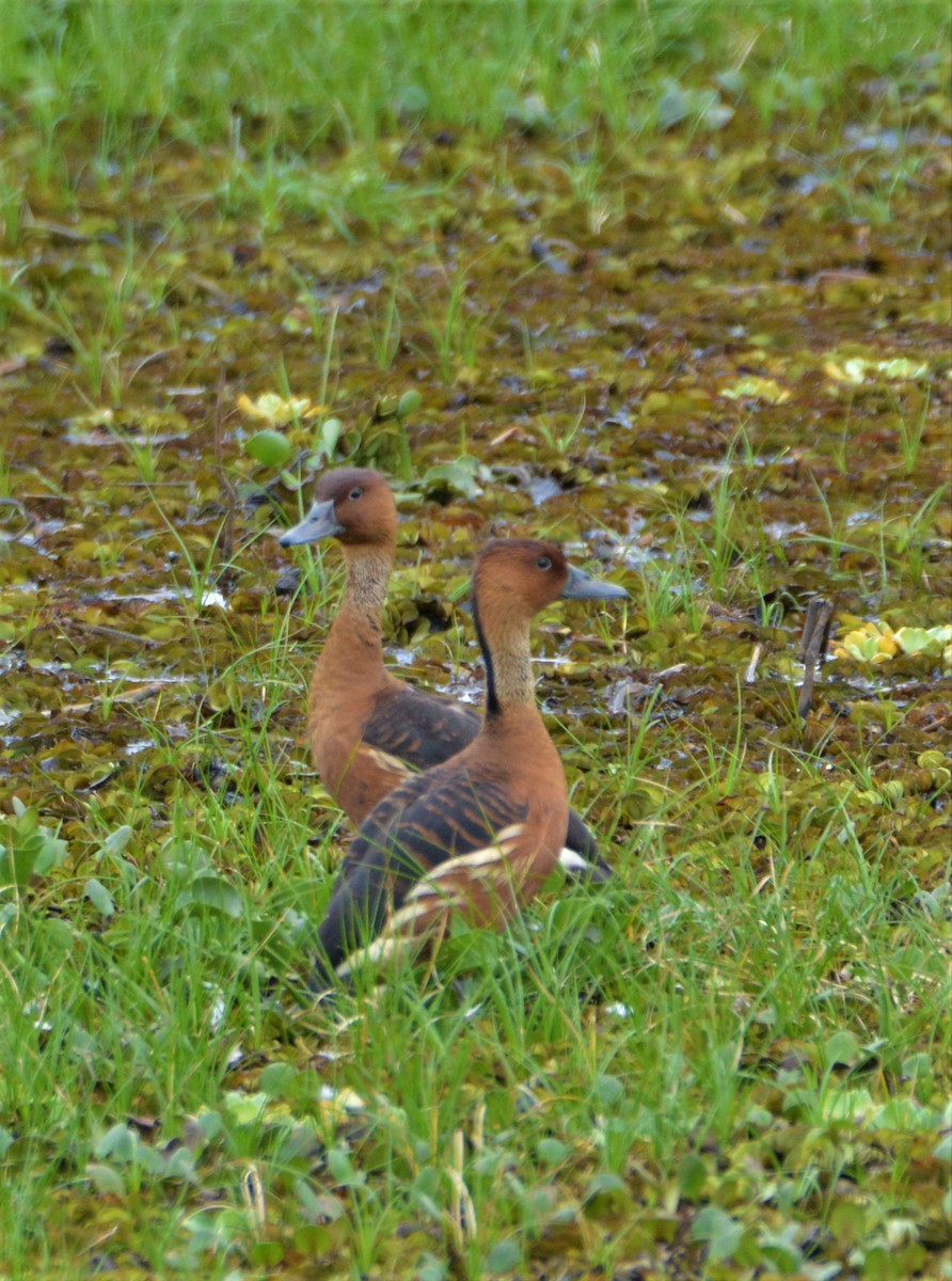 Fulvous Whistling-Duck - ML321329561