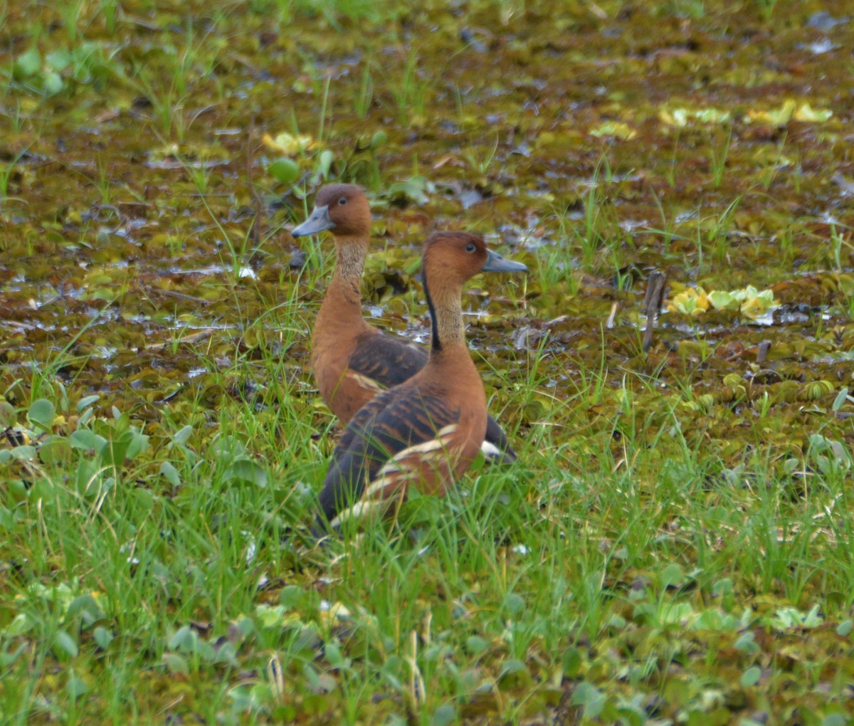 Fulvous Whistling-Duck - ML321329831