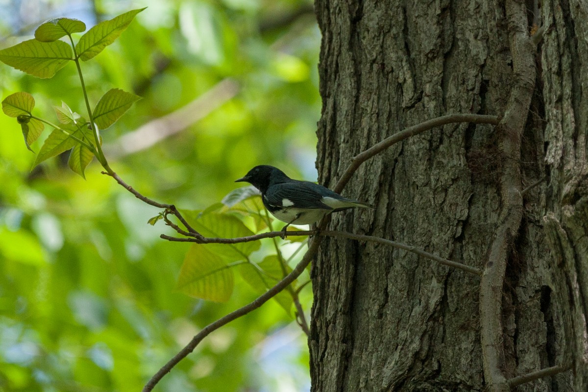 Black-throated Blue Warbler - ML321331281