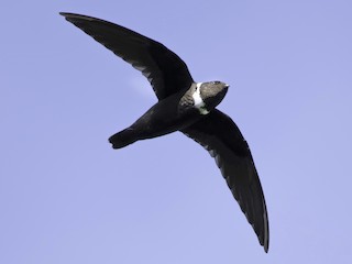  - White-collared Swift