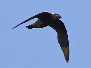  - White-naped Swift