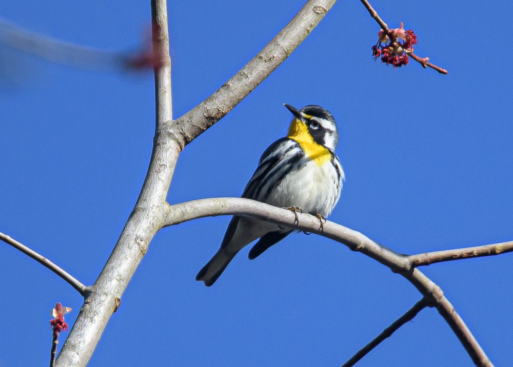 Yellow-throated Warbler - ML321334901
