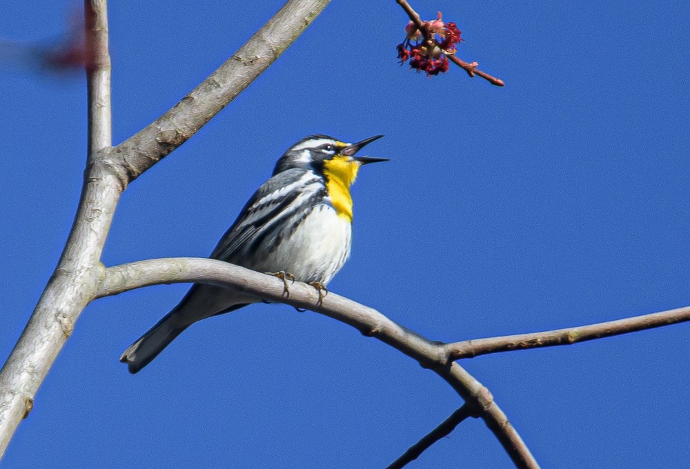 Yellow-throated Warbler - ML321334911