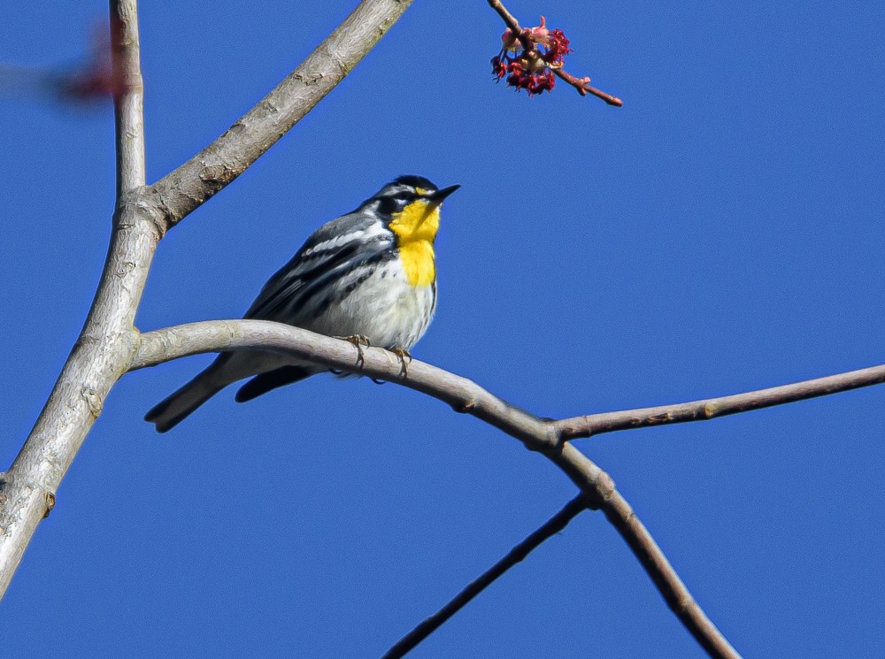 Yellow-throated Warbler - ML321334931