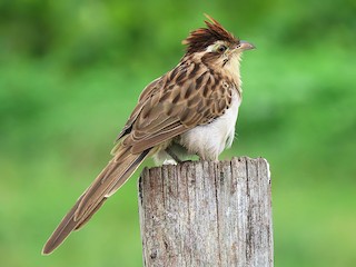  - Striped Cuckoo