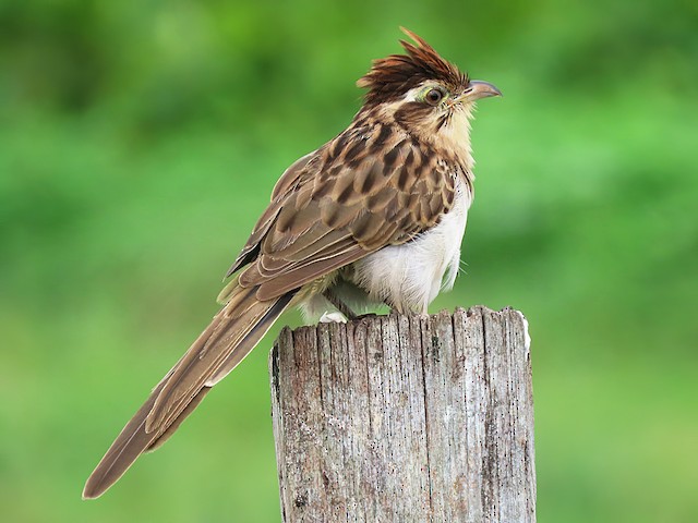 Adult - Striped Cuckoo - 