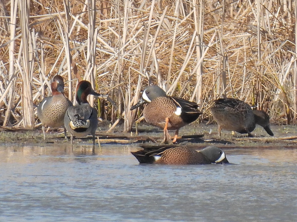 Blue-winged Teal - ML321342511