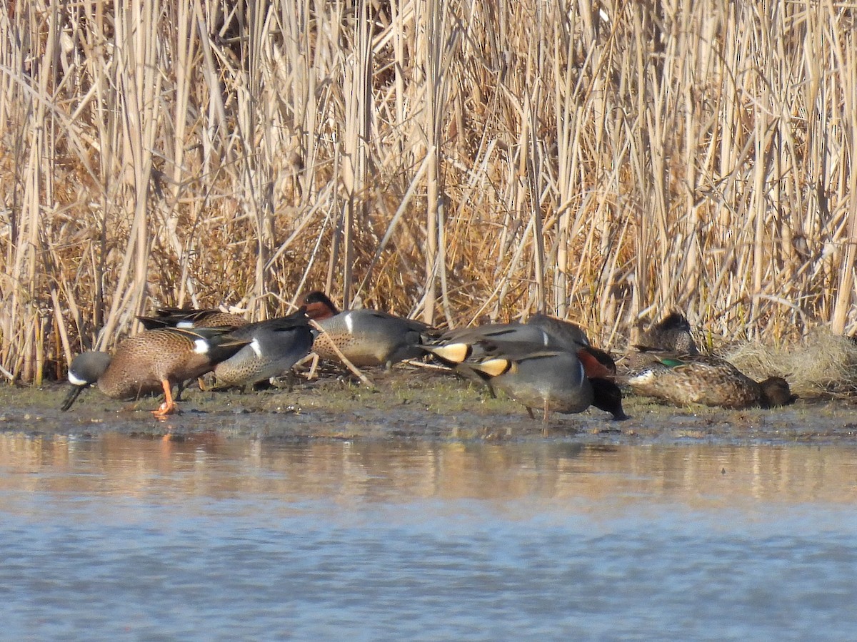 Green-winged Teal - ML321342551