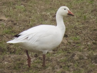Snow Goose, ML321344071