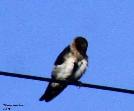 Barn Swallow - ML32134601