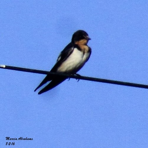 Barn Swallow - ML32134621