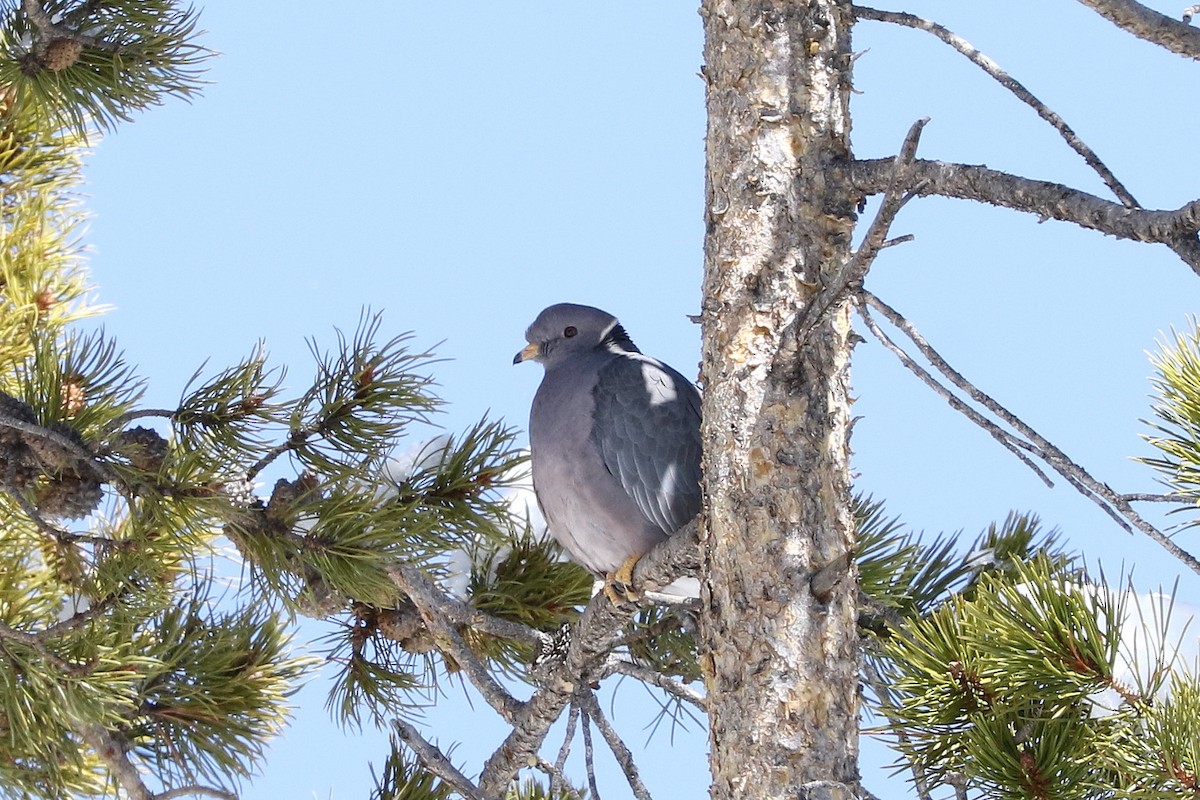 Band-tailed Pigeon - ML321347381