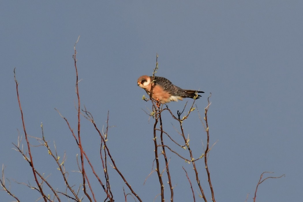 Red-footed Falcon - Ogün Aydin