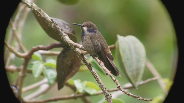 kolibřík fialovouchý - ML321350371