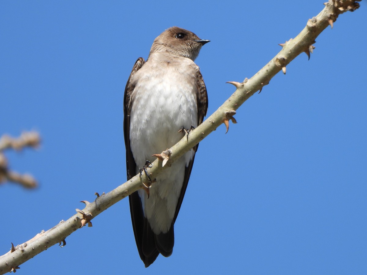 Northern Rough-winged Swallow - Ken Burgdorff