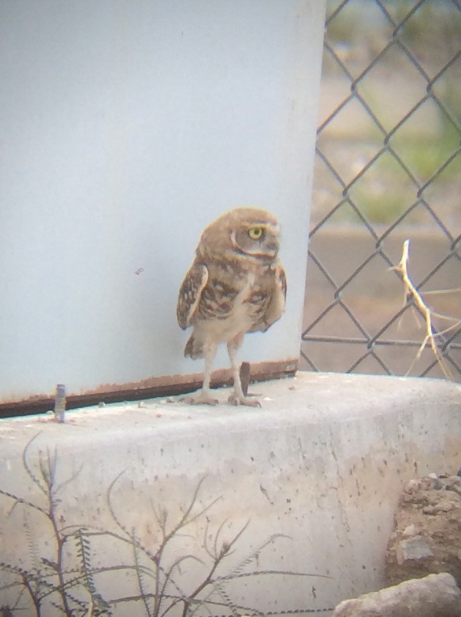Burrowing Owl - ML321354891