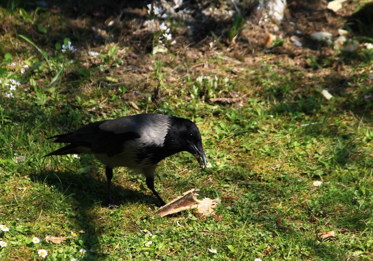 Hooded Crow - ML32135621