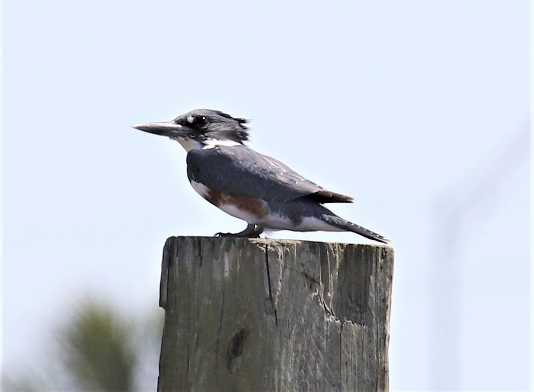 Belted Kingfisher - Mike Riley