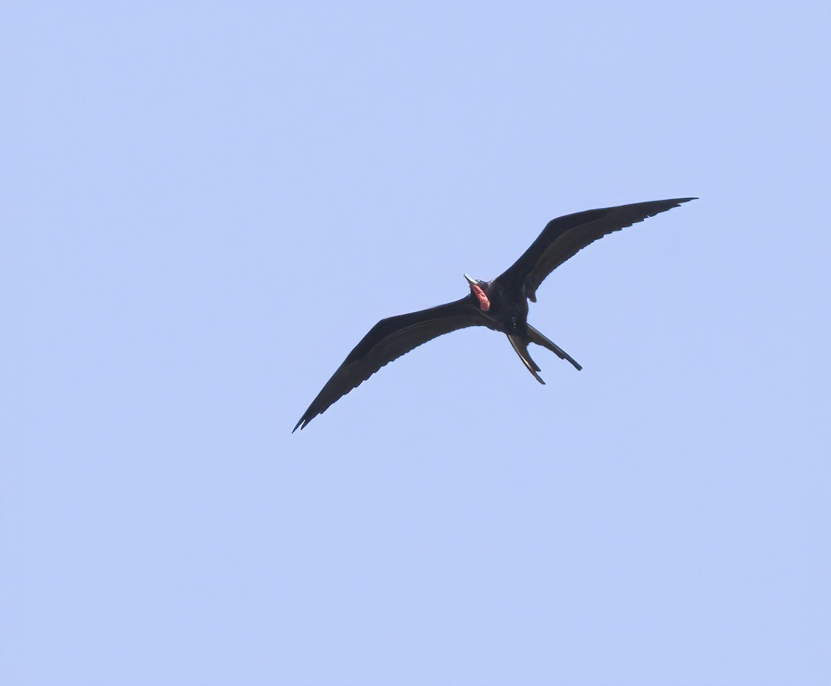 Magnificent Frigatebird - ML321359031