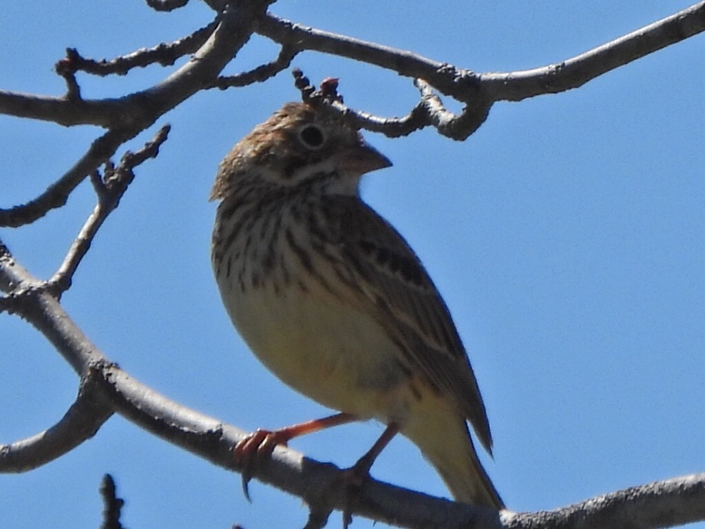 Vesper Sparrow - Ric Porter