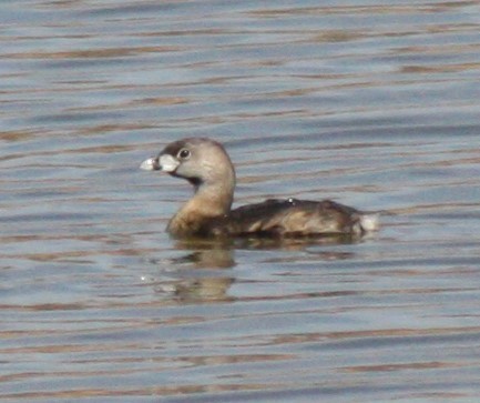 Pied-billed Grebe - Cathy Cox