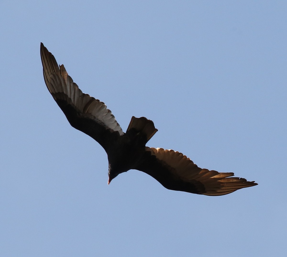 Turkey Vulture - ML321360161