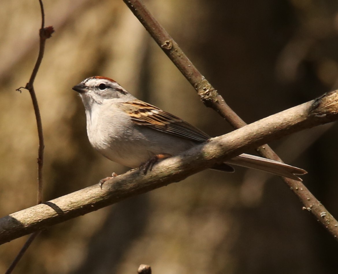 Chipping Sparrow - Cathy Cox