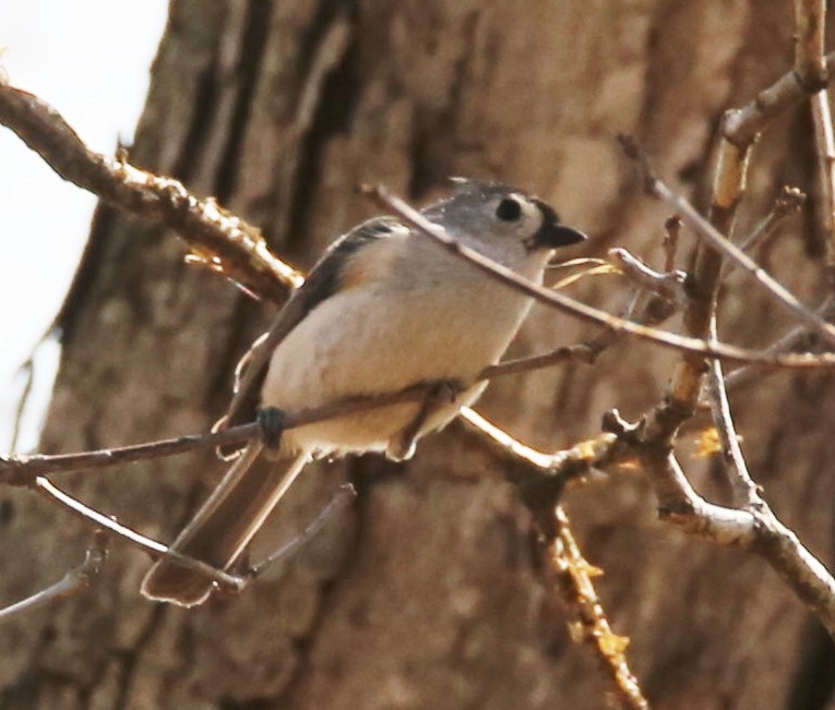 Tufted Titmouse - Cathy Cox